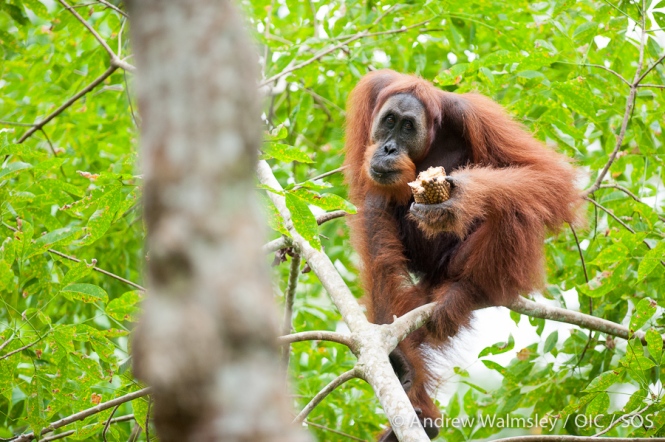 AWalmsley-orangutan rescue blog-002
