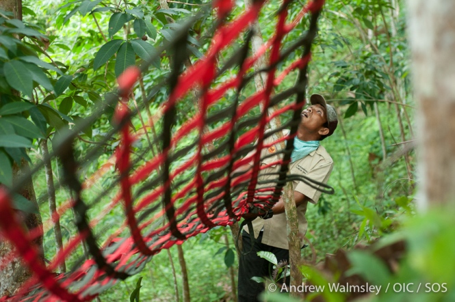 AWalmsley-orangutan rescue blog-011