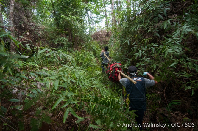 AWalmsley-orangutan rescue blog-018
